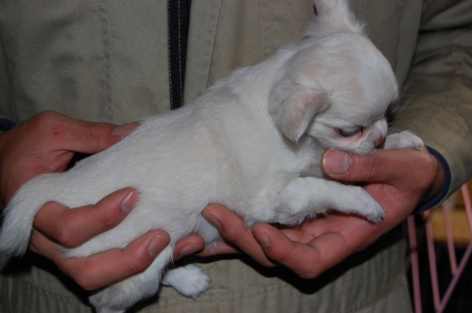 ロングコートチワワの子犬の写真No.200811182-2