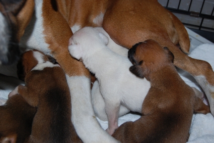 2011年1月14日産まれのボクサー犬の子犬の写真