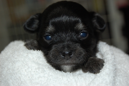 ロングコートチワワの子犬の写真No.201005135