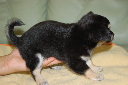 ロングコートチワワの子犬の写真No.201005132-2