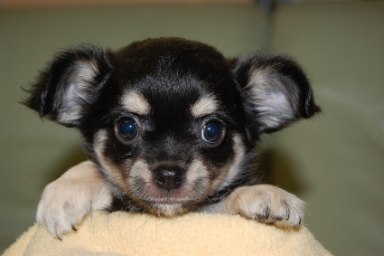 ロングコートチワワの子犬の写真No.201005132