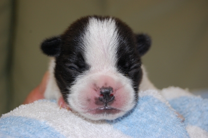 2010年6月1日産まれのフレンチブルドッグ子犬の写真