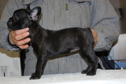 フレンチブルドッグの子犬の写真201011284-2