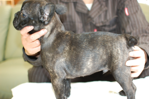 フレンチブルドッグの子犬の写真201311121-2