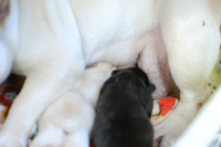2015年1月20日生まれのフレンチブルドッグ子犬の写真