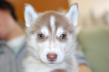 シベリアンハスキーの子犬201312276
