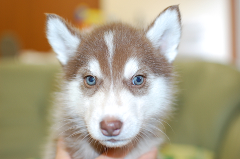 シベリアンハスキーの子犬の写真201312271