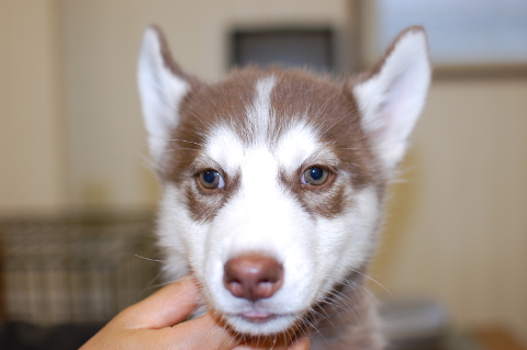シベリアンハスキーの子犬の写真201401141