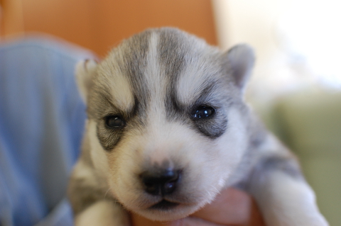シベリアンハスキーの子犬の写真201403195