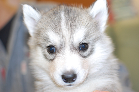 シベリアンハスキーの子犬の写真201403195