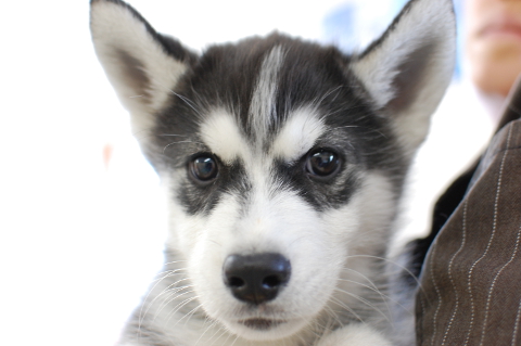 シベリアンハスキーの子犬の写真201403192