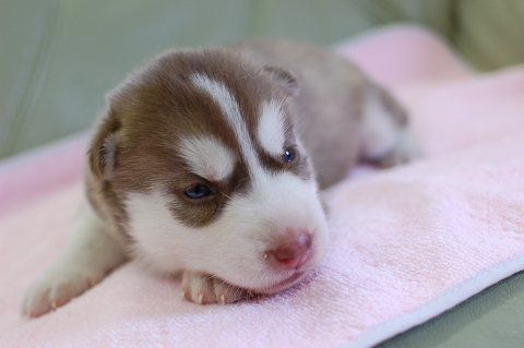 シベリアンハスキーの子犬の写真201408262