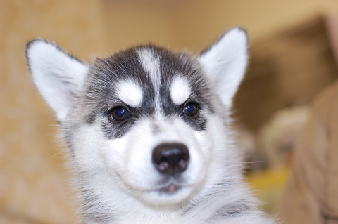 シベリアンハスキーの子犬の写真201408261