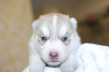 シベリアンハスキーの子犬201503142