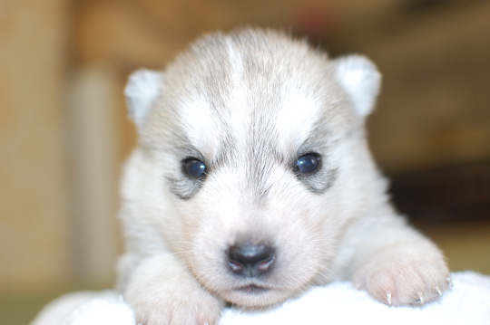 シベリアンハスキーの子犬の写真201503143