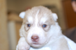シベリアンハスキーの子犬201503144