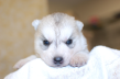 シベリアンハスキーの子犬201503141
