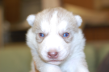 シベリアンハスキーの子犬201503205
