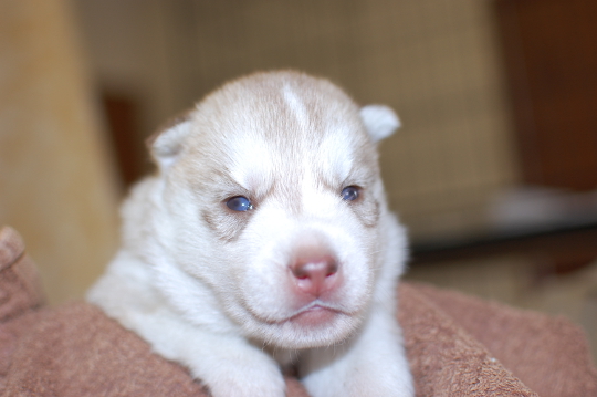 シベリアンハスキーの子犬の写真201508291 9月14日現在