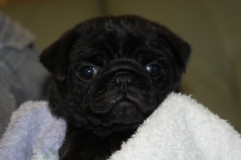 2012年9月14日産まれのパグ子犬の写真