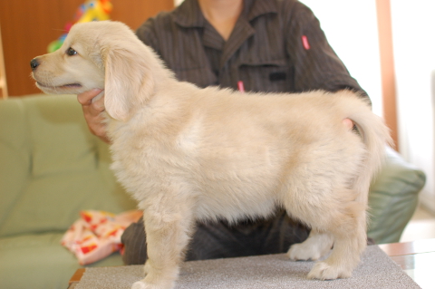 ゴールデンレトリーバーの子犬の写真201403311-2