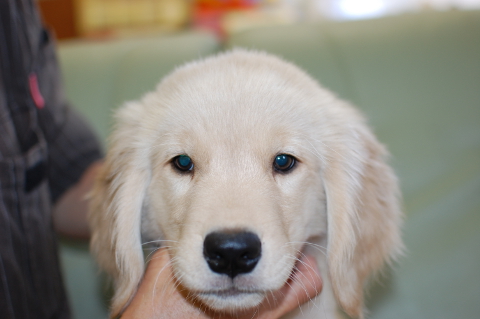 ゴールデンレトリーバーの子犬の写真201403311