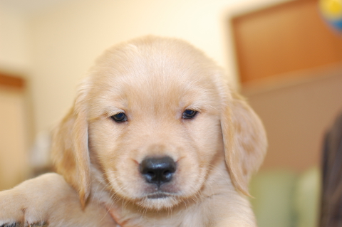 ゴールデンレトリーバーの子犬の写真201406121