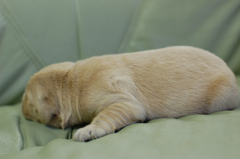 ゴールデンレトリーバーの子犬の写真201409123-2