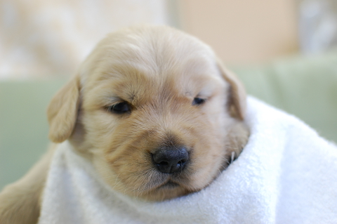 ゴールデンレトリーバーの子犬の写真201409123