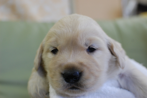 ゴールデンレトリーバーの子犬の写真201409124