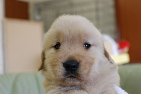 ゴールデンレトリーバーの子犬の写真201409123