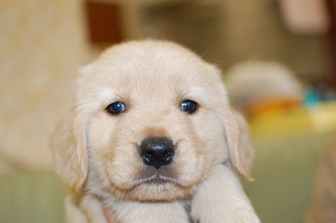 ゴールデンレトリーバーの子犬の写真201409122
