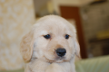 ゴールデンレトリーバーの子犬201409122