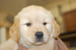 ゴールデンレトリーバーの子犬201502112
