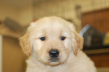 ゴールデンレトリーバーの子犬201502114