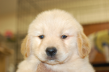 ゴールデンレトリーバーの子犬201502115