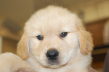 ゴールデンレトリーバーの子犬201502111