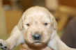 ゴールデンレトリーバーの子犬201503211