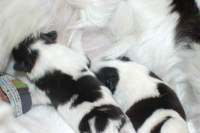 2015年4月7日生まれの狆の子犬の写真