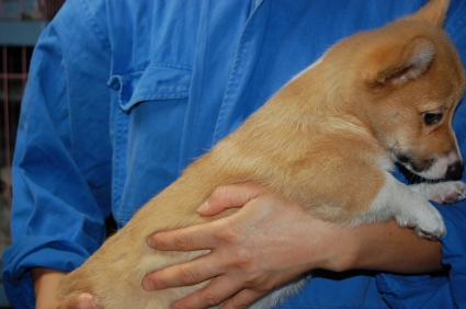 ウェルシュコーギーペンブロークの子犬の写真200906202-2