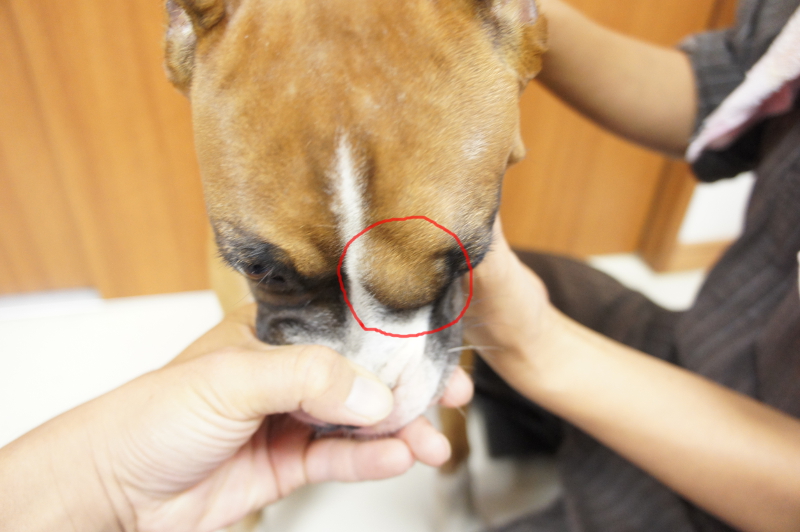 ボクサー犬の子犬の皮膚組織球腫の写真2