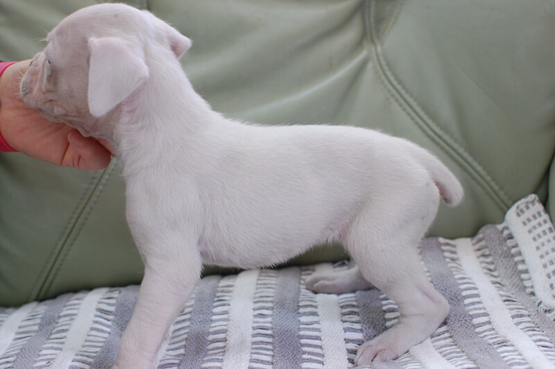 ボクサー犬の子犬の写真202001023-2 2月1日現在
