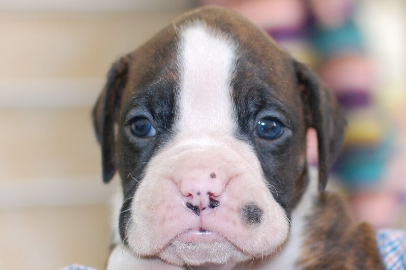 ボクサー犬の子犬の写真202001021 2月1日現在