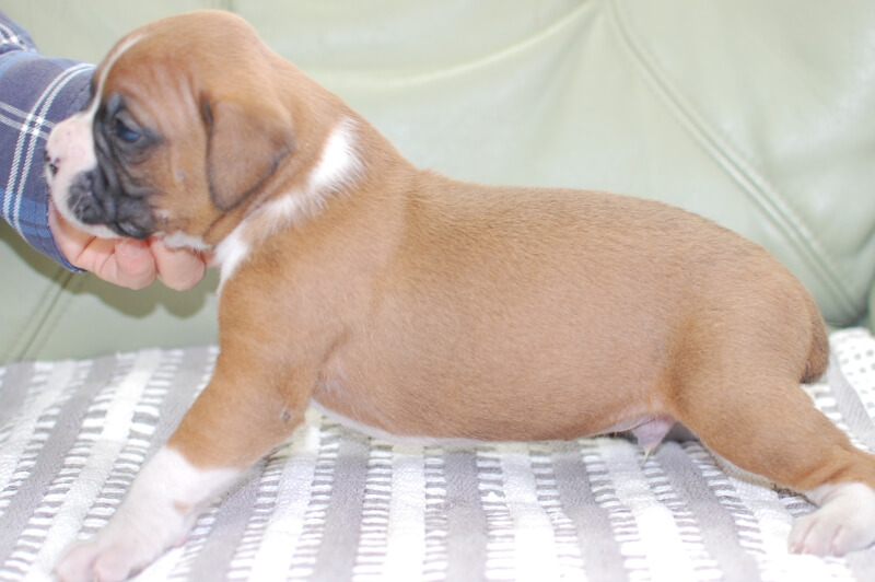 ボクサー犬の子犬の写真202005173-2 6月5日現在