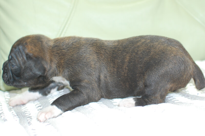 ボクサー犬の子犬の写真202005174-2 6月5日現在