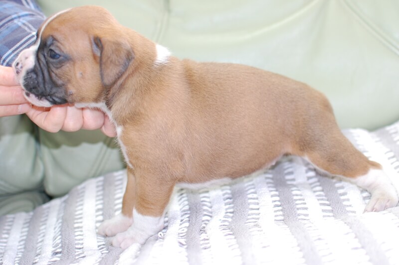 ボクサー犬の子犬の写真202005175-2 6月5日現在