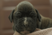 ボクサー犬の子犬202101072