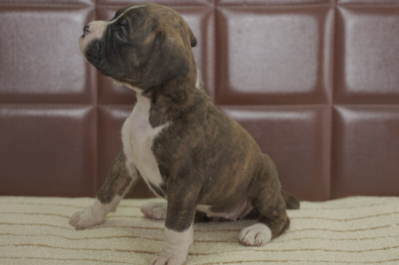 ボクサー犬の子犬の写真202105233-2 6月22日現在