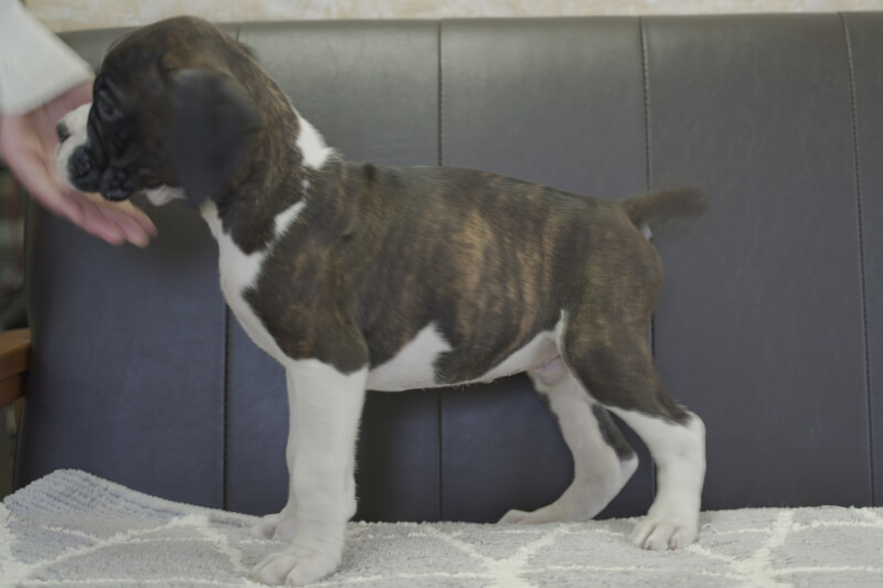 ボクサー犬の子犬の写真202108032-2 9月26日現在