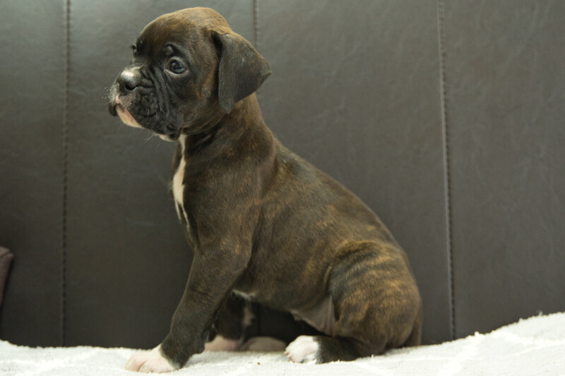 ボクサー犬の子犬の写真202209023-2 10月7日現在